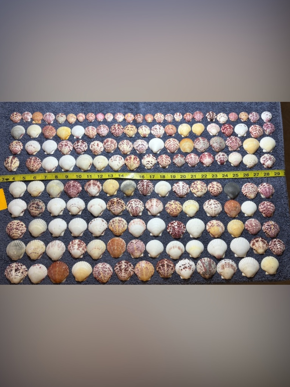 150 - Sanibel Island Scallop Seashell Collection.  Great for crafters!!